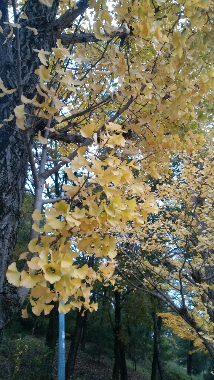 街路樹の葉も色づき始めました
